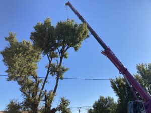 Démontage d’un chêne centenaire à la grue de levage sur Mallemort