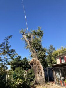 Démontage d’un chêne centenaire à la grue de levage sur Mallemort