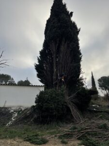 Abattage par démontage à Senas